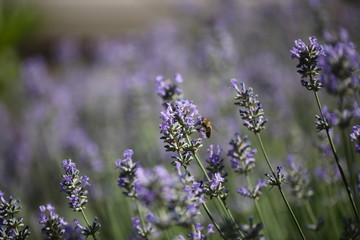 Biene und Lavendel