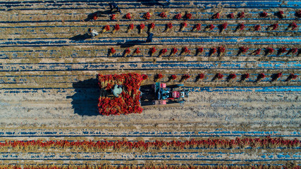 red pepper field work in Liaoning, China