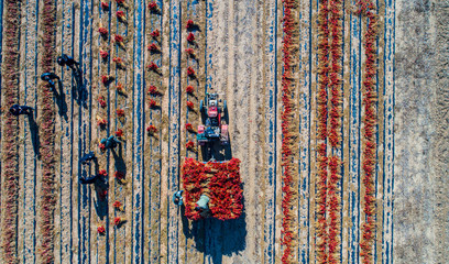 red pepper field work aerial photography in Liaoning, China