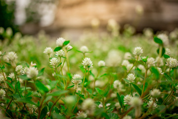Soft focus beautiful flower texture in garden on blurred background.