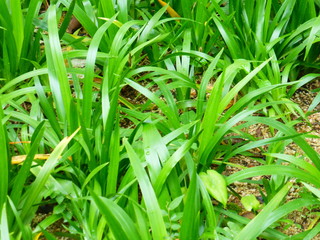 Obraz premium Landscape of iris plants