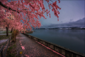 blooming cherry tree in Hilterfingen at the Lake of Thoune