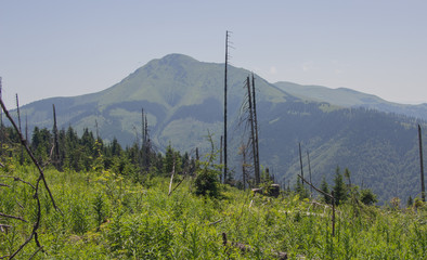 Trekking in the Carpathians, Hike to the border between Ukraine and Romania from Pop Ivan Marmarassky to Pop Ivan Chernogorsky.