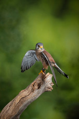 Stunning portrait of Kestrel Falco Tinnunculus in studio setting on mottled green nature background