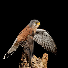 Stunning portait of Kestrel Falco Tinnunculus in studio setting on black background