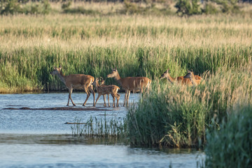 Naklejka premium rotwild am meer