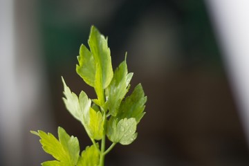 green parsley plant with blurred background close-up and bokeh