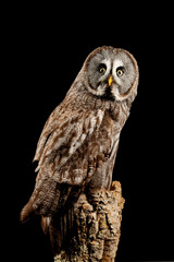 Stunning portrait of Great Grey Owl Strix Nebulosa in studio setting on black background with dramatic lighting