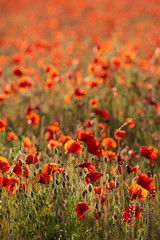 Beautiful Summer landscape of vibrant poppy field in English countryside during late evening sunset