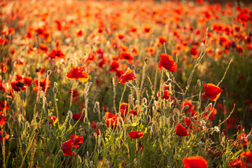 Beautiful Summer landscape of vibrant poppy field in English countryside during late evening sunset