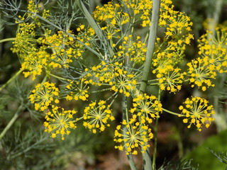 Summer. Blooms dill. Yellow fluffy fragrant umbrellas of dill inflorescences.