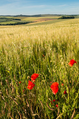 Beautiful Summer landscape of vibrant poppy field in English countryside during late evening sunset