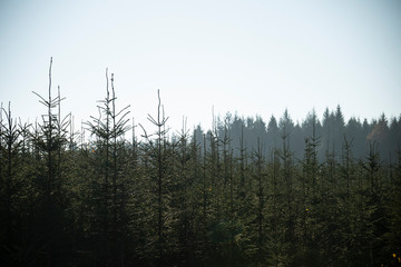 Stunning landscape image of pine fir trees against misty distant background