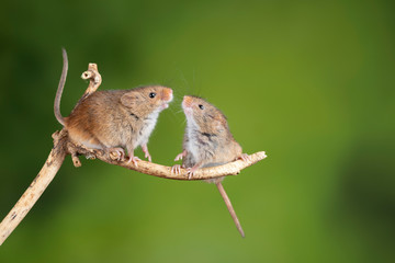ADorable and Cute harvest mice micromys minutus on wooden stick with neutral green background in nature