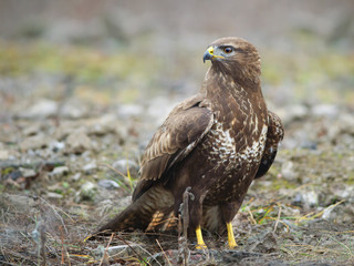 Common Buzzard In Wildlife