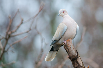 Eurasian Collared Dove (Streptopelia decaocto)