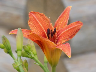 Summer, sun, bright lilies. Lush blooms, rich color of petals, beautiful flowers.