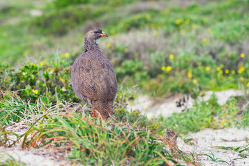Cape spurfowl (Pternistis capensis)