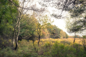 Beautiful vibrant Autumn Fall trees in Fall color in New Forest in England with stunning sunlight making colors pop against dark background