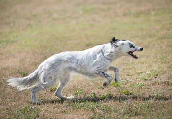 english setter in nature