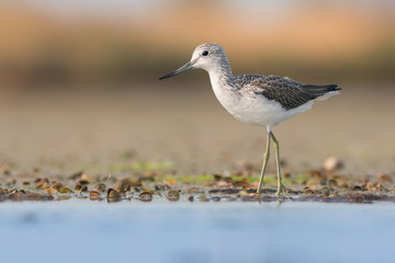 Common greenshank