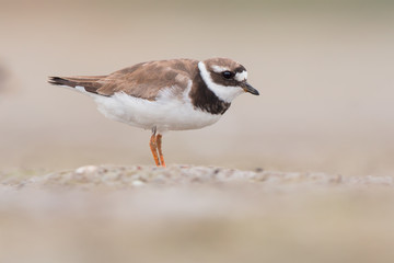 Common ringed plover