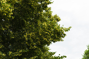 linden blossom closeup, melliferous flowers