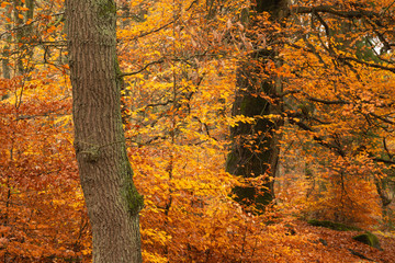 Beautiful colorful vibrant forest woodland Autumn Fall landscape in Peak District in England