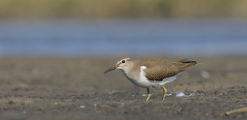 Common Sandpiper (Actitis hypoleucos)