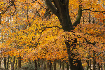 Beautiful colorful vibrant forest woodland Autumn Fall landscape in Peak District in England