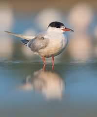 Common tern (Sterna hirundo) on Kinburn Spit, Ukraine