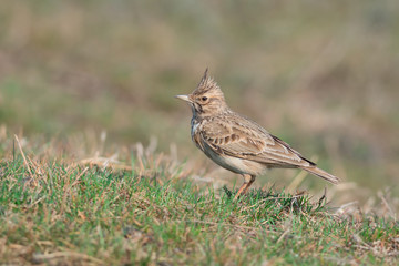 CrestedlLark stands on ground
