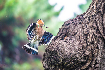 Hoopoe feeding their baby