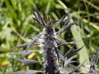 Summer, Sunny and quiet day. Blossoms of the medicinal plant Leonurus.