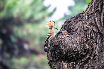Hoopoe feeding their baby