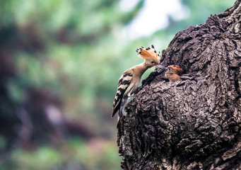 Hoopoe feeding their baby