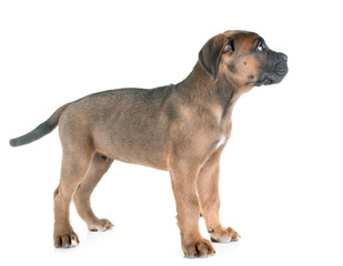 puppy cane corso
