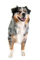 australian shepherd in studio