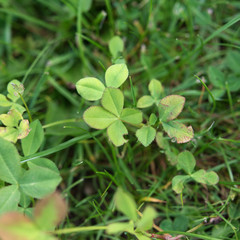Vierblättriges Kleeblatt Klee four-leaf clover grün green garten garden Glück fortune good luck...