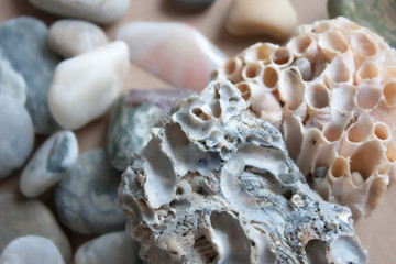 Sea stones and corals background.