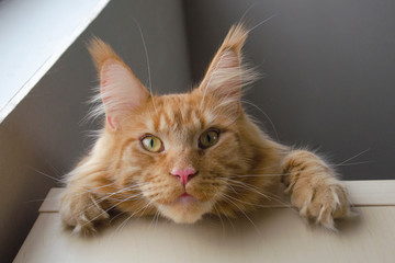 Large red marble Maine coon cat lies on the closet and hangs down his head