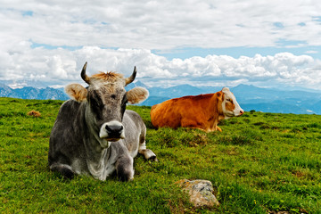 freilaufende kuh auf der alm