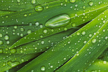 Green fresh leaves with raindrops. Close up background. Top view, flat lay.