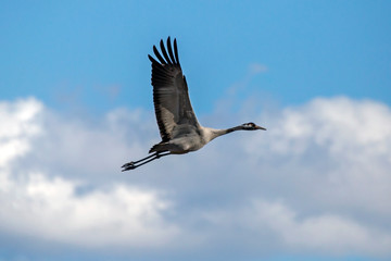 Take off the crane. Common crane or Eurasian crane (Grus grus).