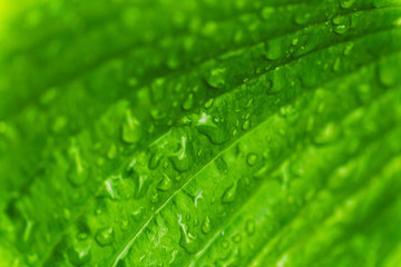 Green fresh leaves with raindrops. Close up background. Top view, flat lay.
