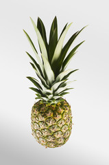 Pineapple. Tropical Fruit. Studio shoot.