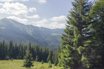 Trekking in the Carpathians, Hike to the border between Ukraine and Romania from Pop Ivan Marmarassky to Pop Ivan Chernogorsky.