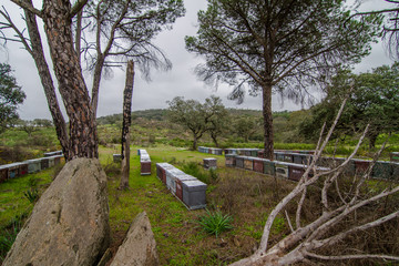 Fototapeta na wymiar apiary in the field with grass and pine trees