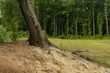 Forest on a summer