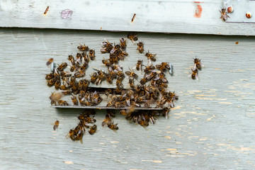 bees entering the artificial hive